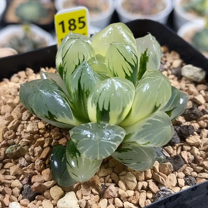 185水晶冰川玉露锦一物一拍