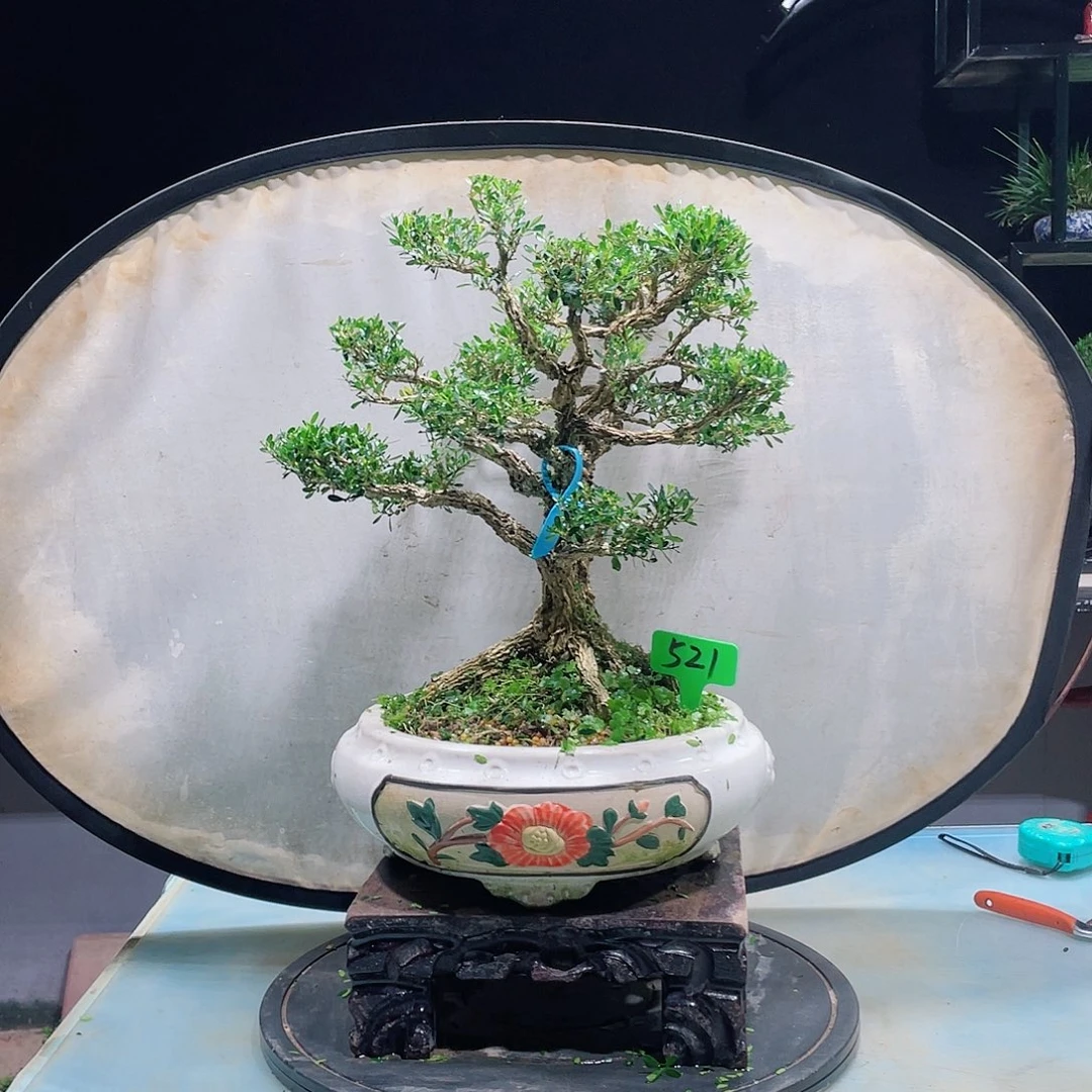 黄杨还有黄杨黄杨黄杨521