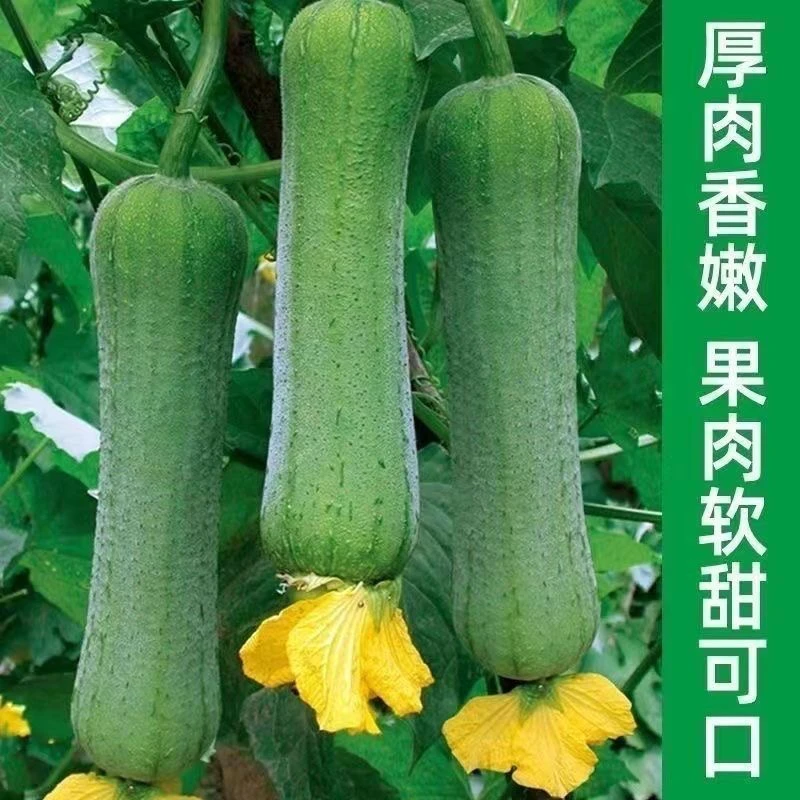 衡东本地丝瓜 现摘现发