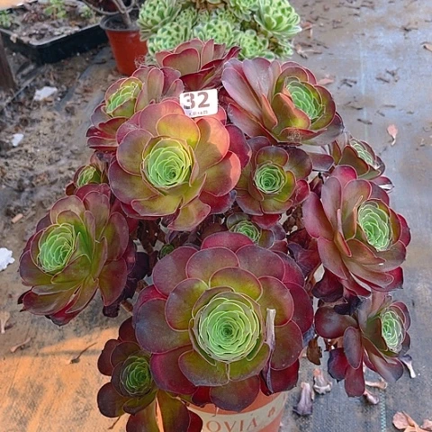 全部花朵魅金玫瑰法师32