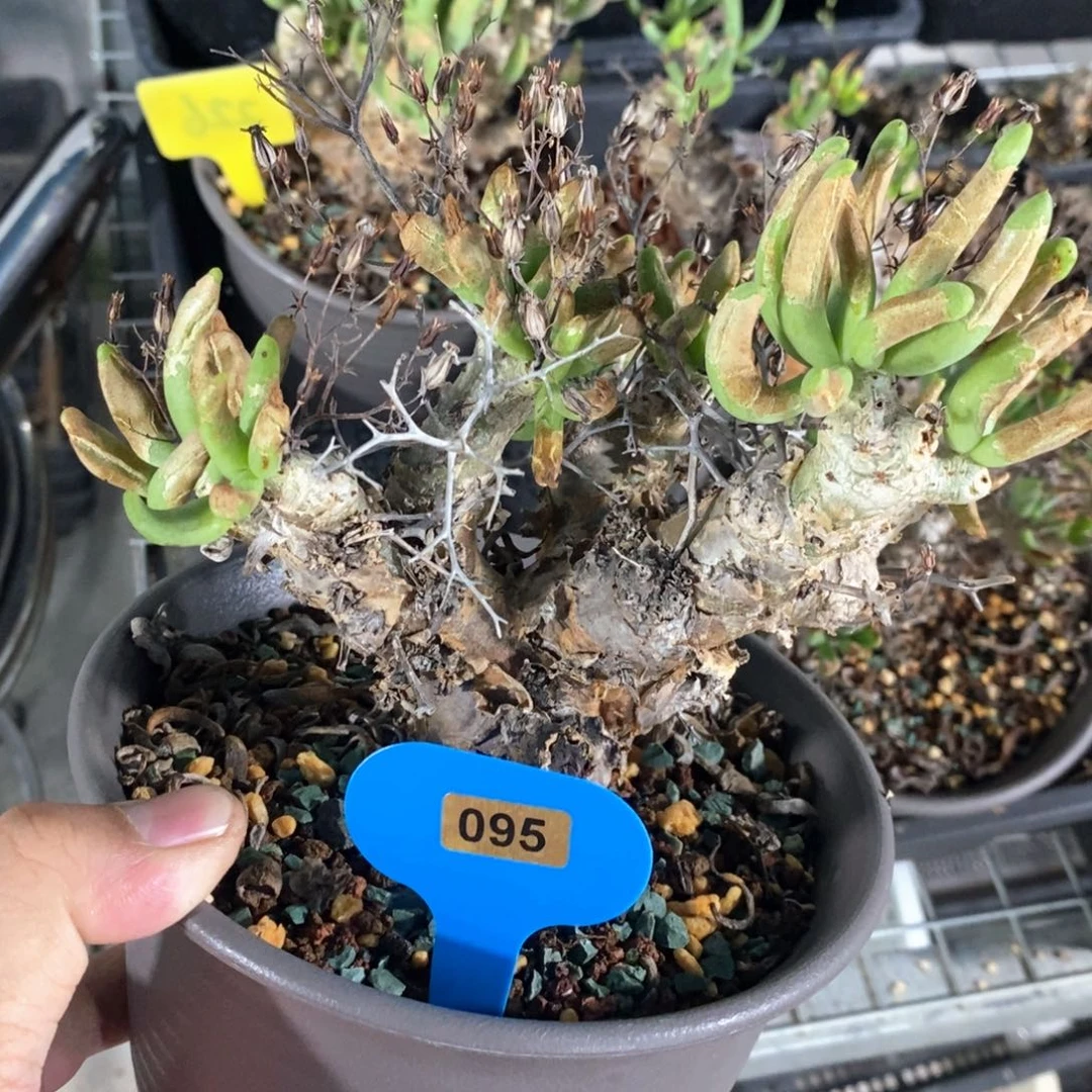 产地万物想多肉植物