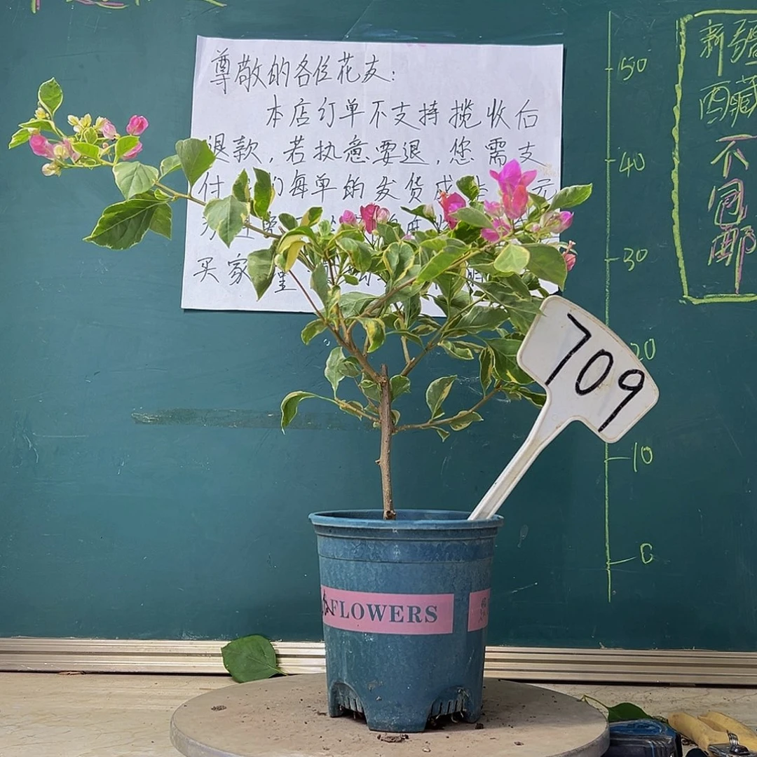 当前无花栽培后可以开花斑叶西瓜 709