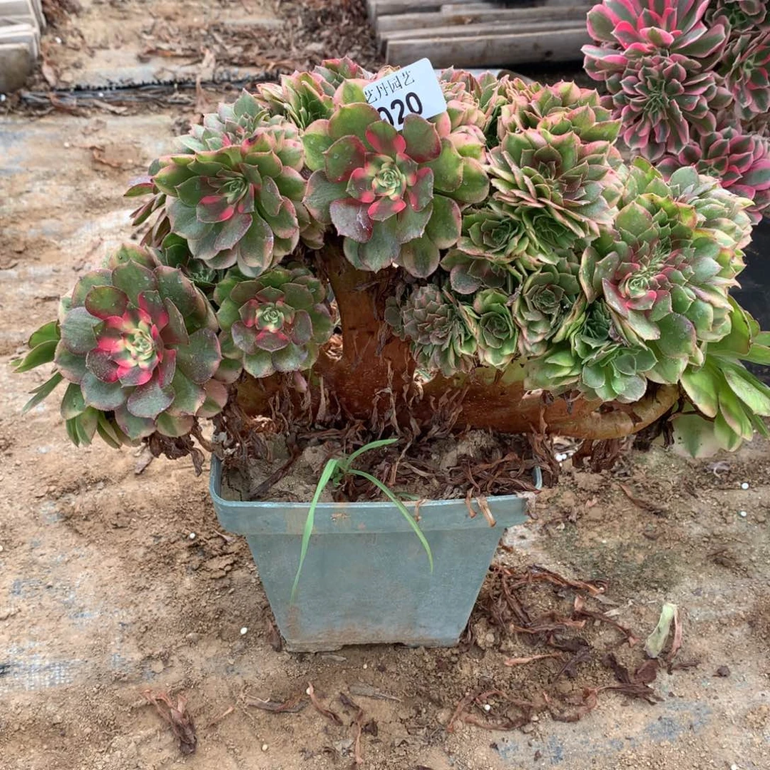 020荔枝缀化一颗颗