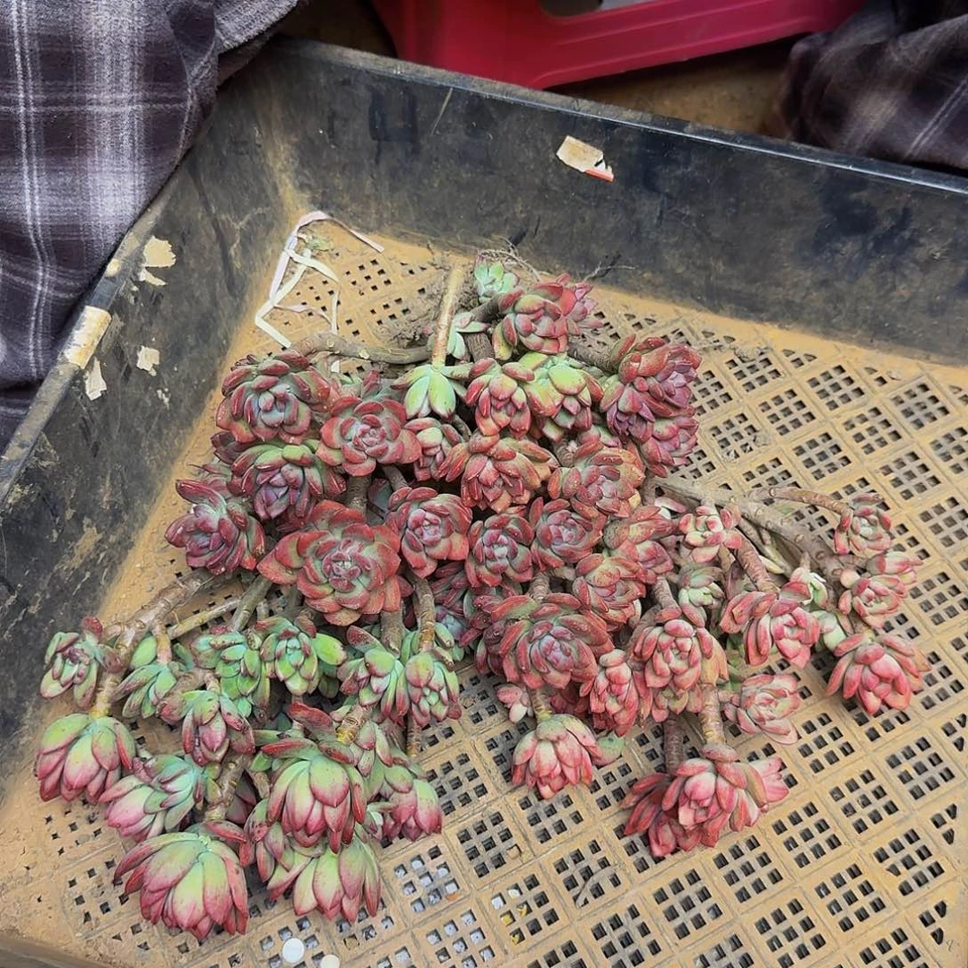 美*蛇红枝莲三个不包损2677