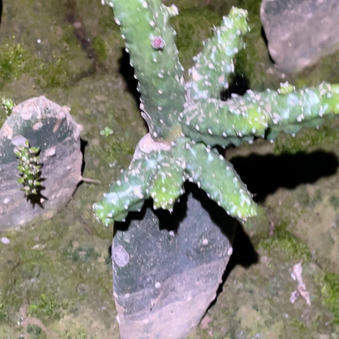 悠***2水仙情郎 掉枝条 无售后 带根