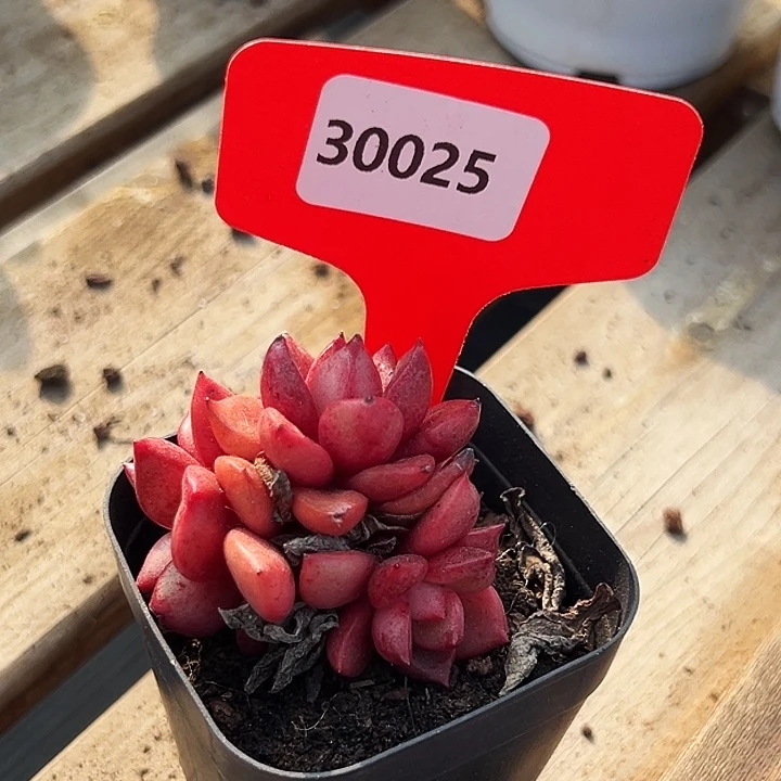 糖心      30025号