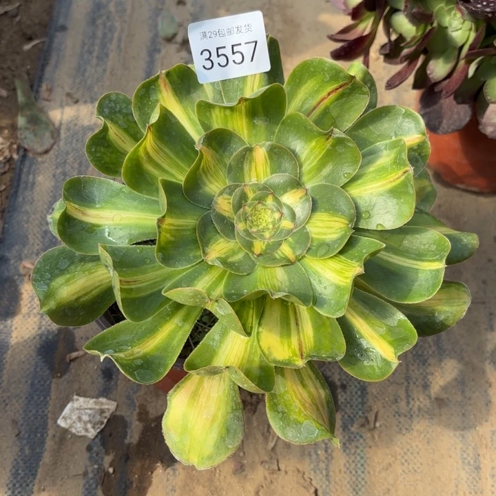 暴君多肉法师3557