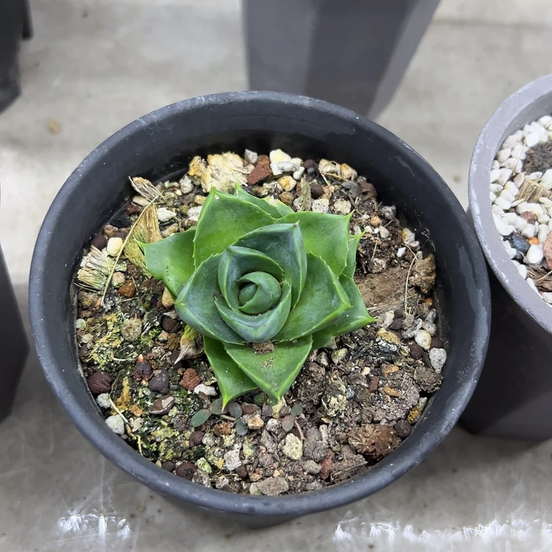 小精灵一物一拍偏远不包邮不退不换