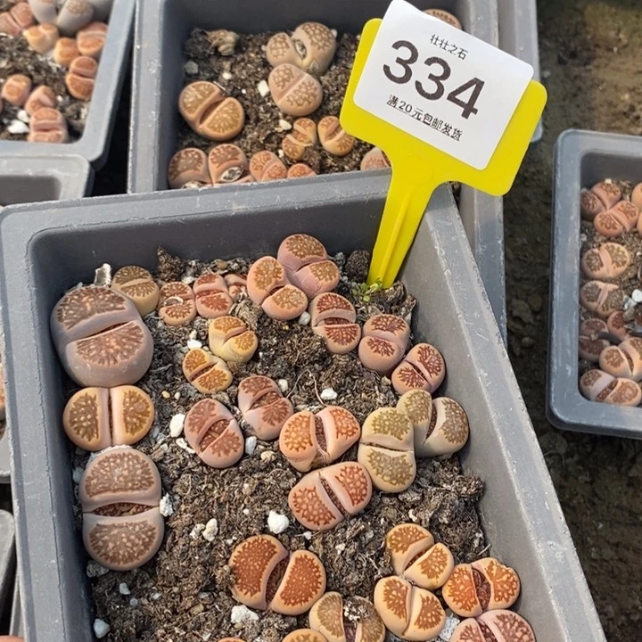 吕*白334生石花小苗长