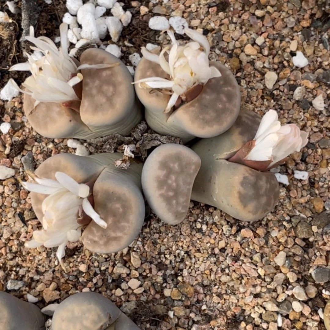 非偏远满20包邮519