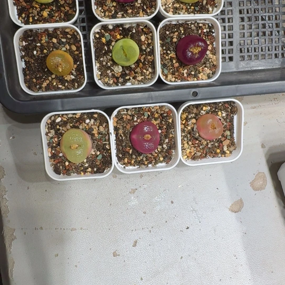 浅****?0206-69肉锥肉锥肉锥