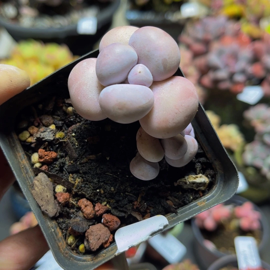 385芭比奶酪4厘米多肉