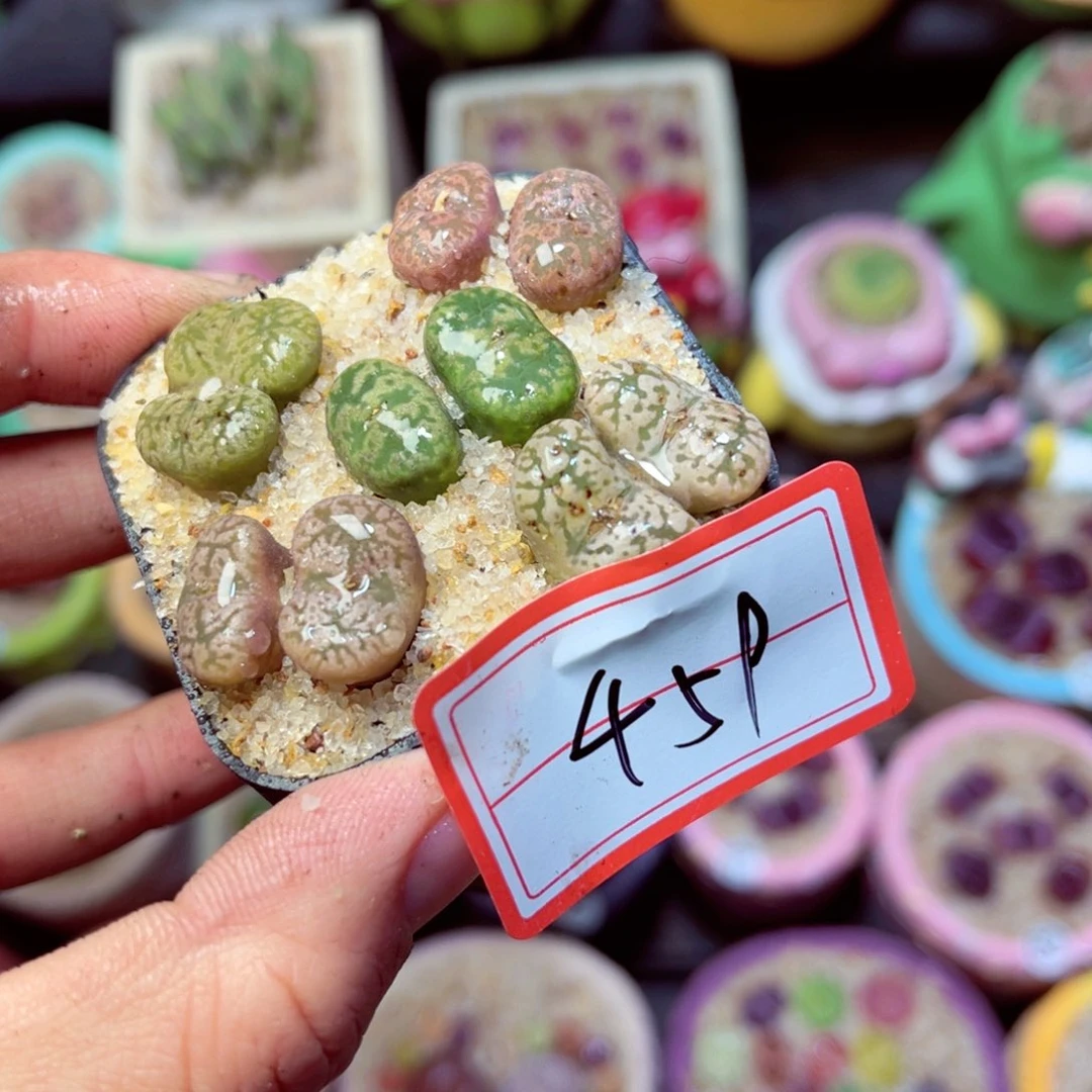 459生石花带盆发