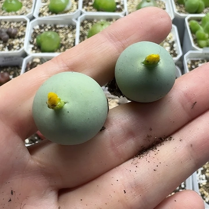 老马生石花鸽子蛋3038