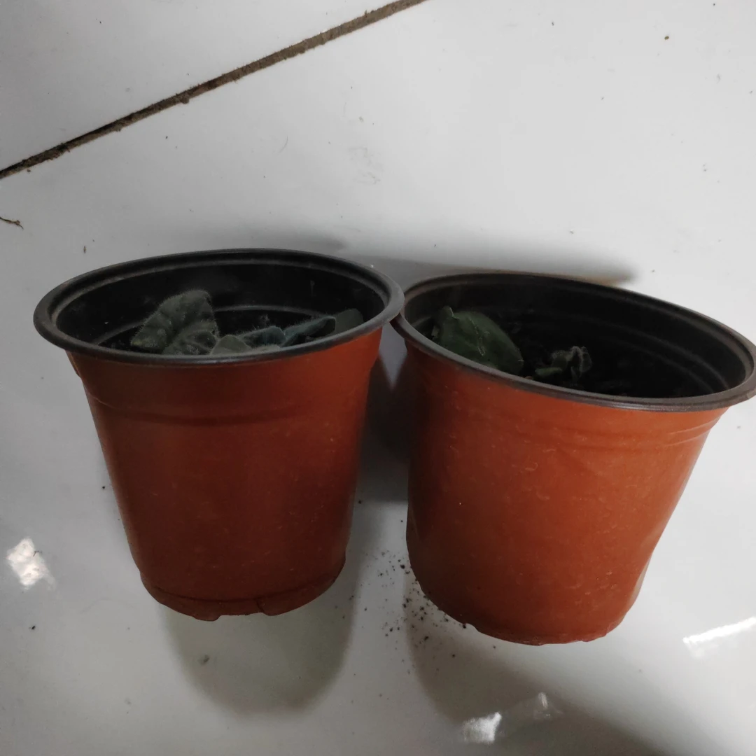 夫妻海棠二盆种球包邮到家