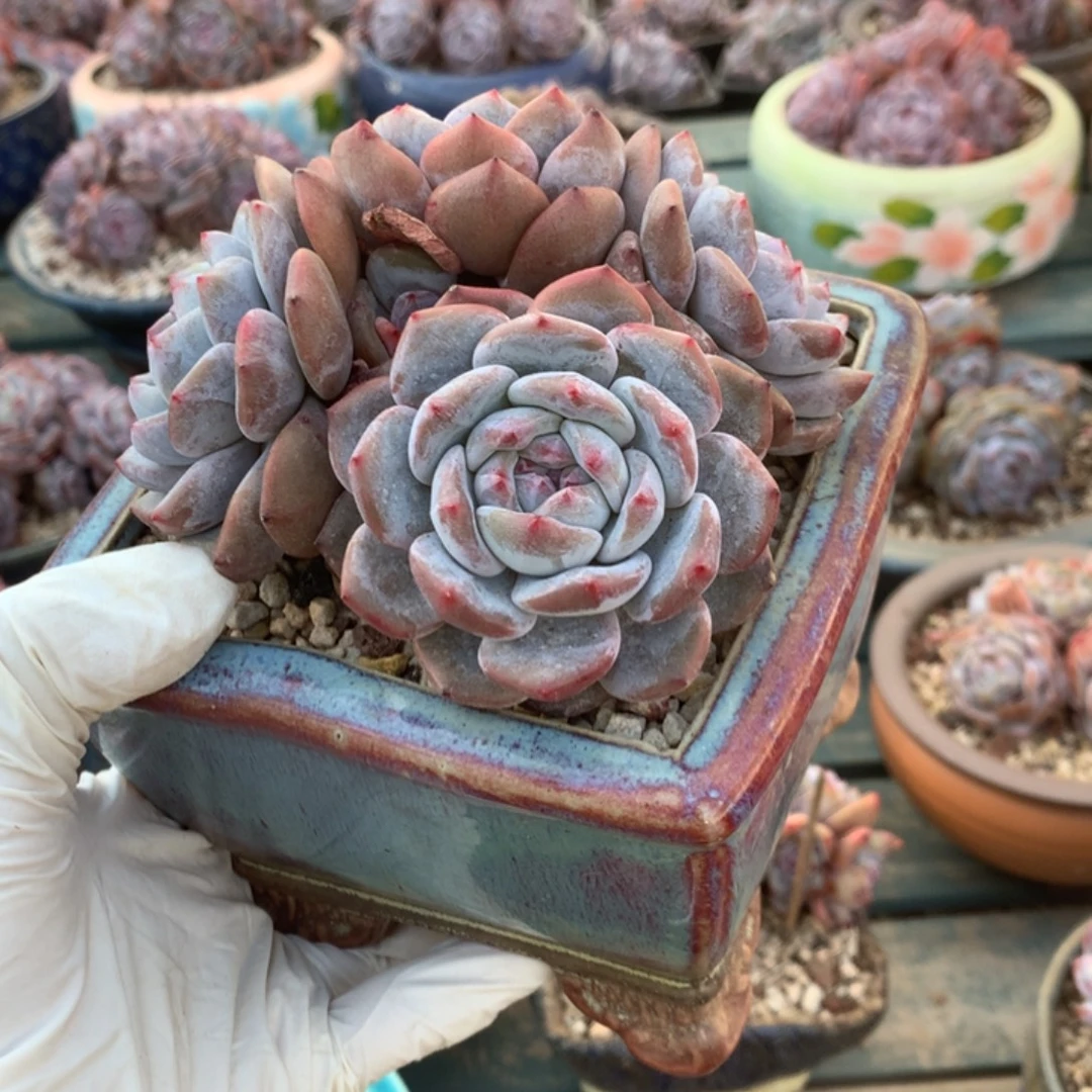 无花朵紫皮哈哈哈哈哈哈哈哈1