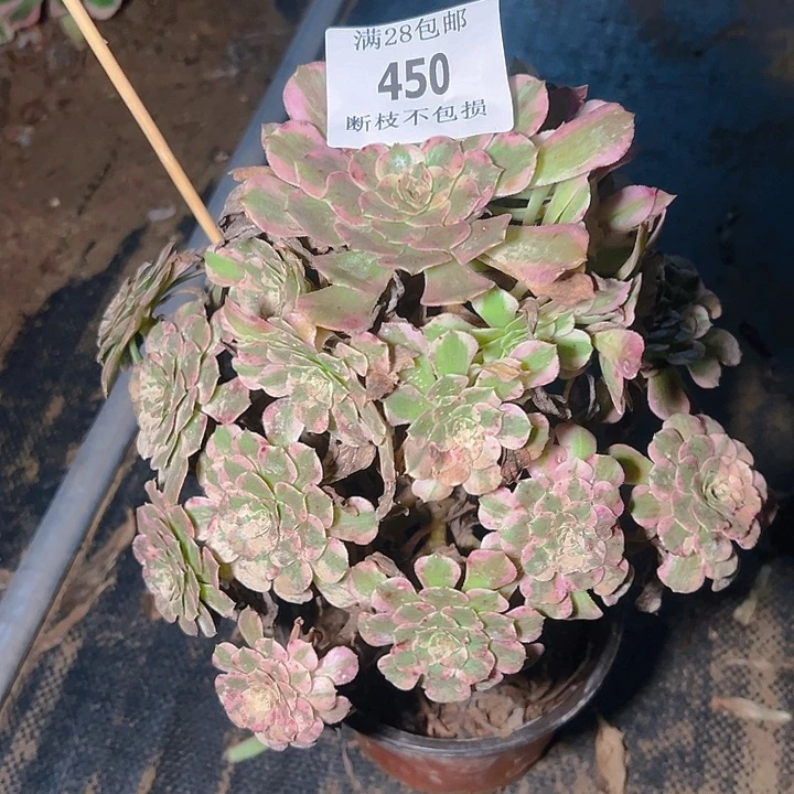 450霁月多肉植物保护