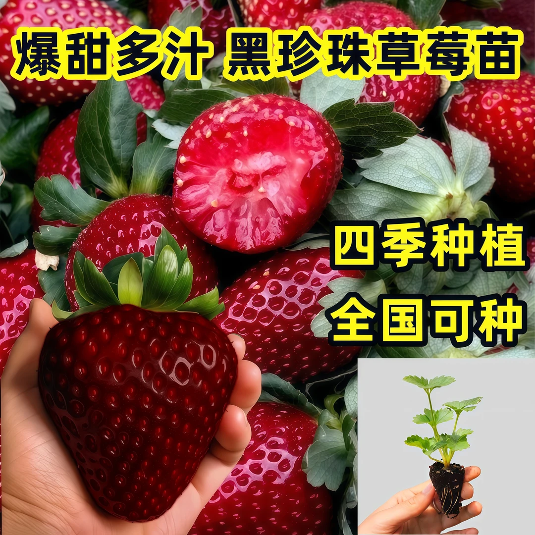草莓苗盆栽淡雪带土玄玉草莓苗秧四季结果阳台种植隋珠黑珍珠奶油