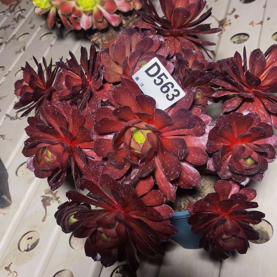 七彩万圣节7–44包邮