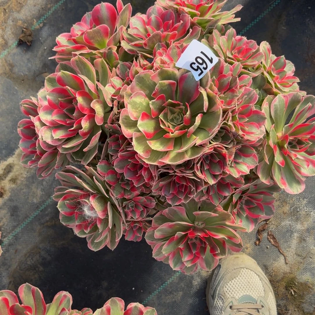 165大女妖多肉植物福利