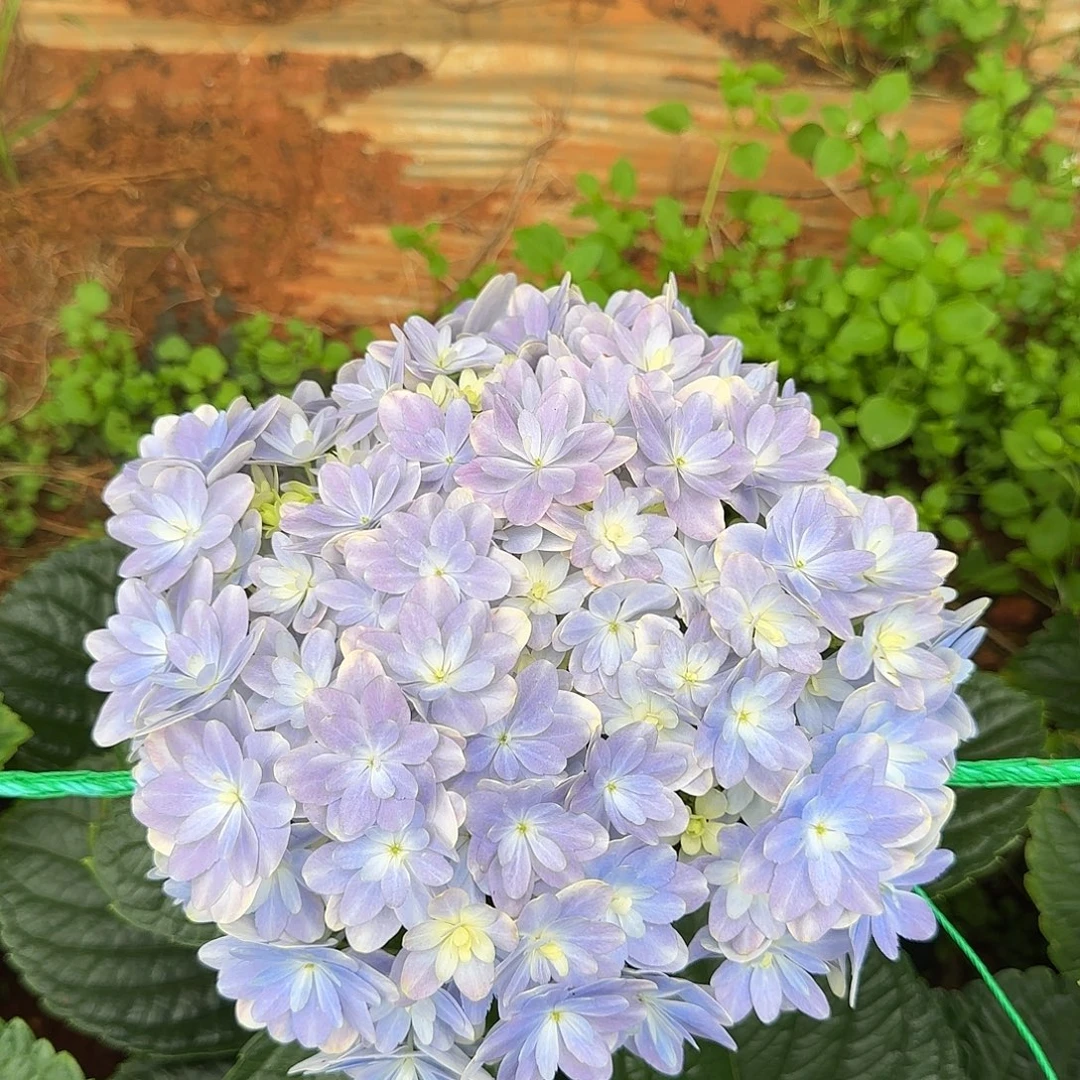 绣球切花一物一拍3枝起包邮，122