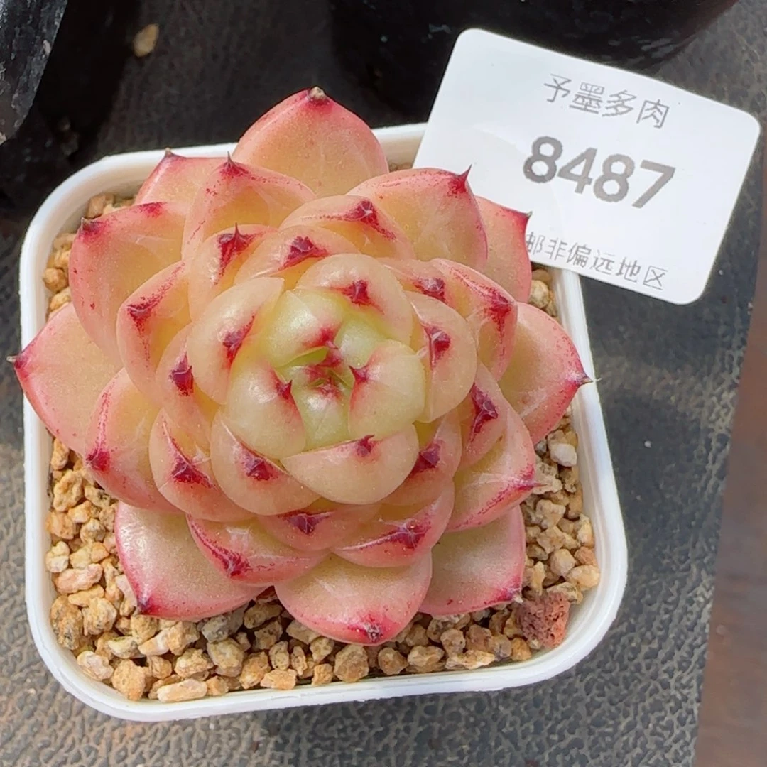 金辉珍妮，8487多肉植物