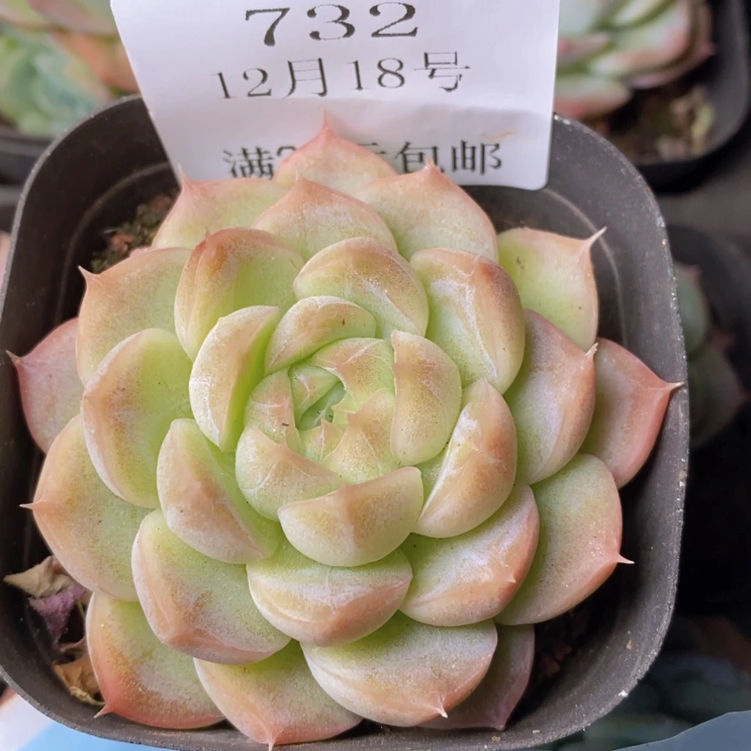 把自己照顾好732