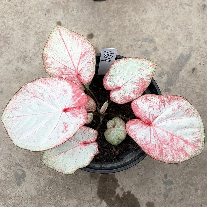 矿*624-0208彩叶芋广东现货