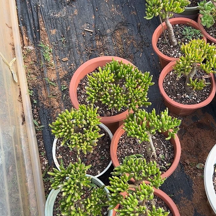 凯*多肉植物实物39