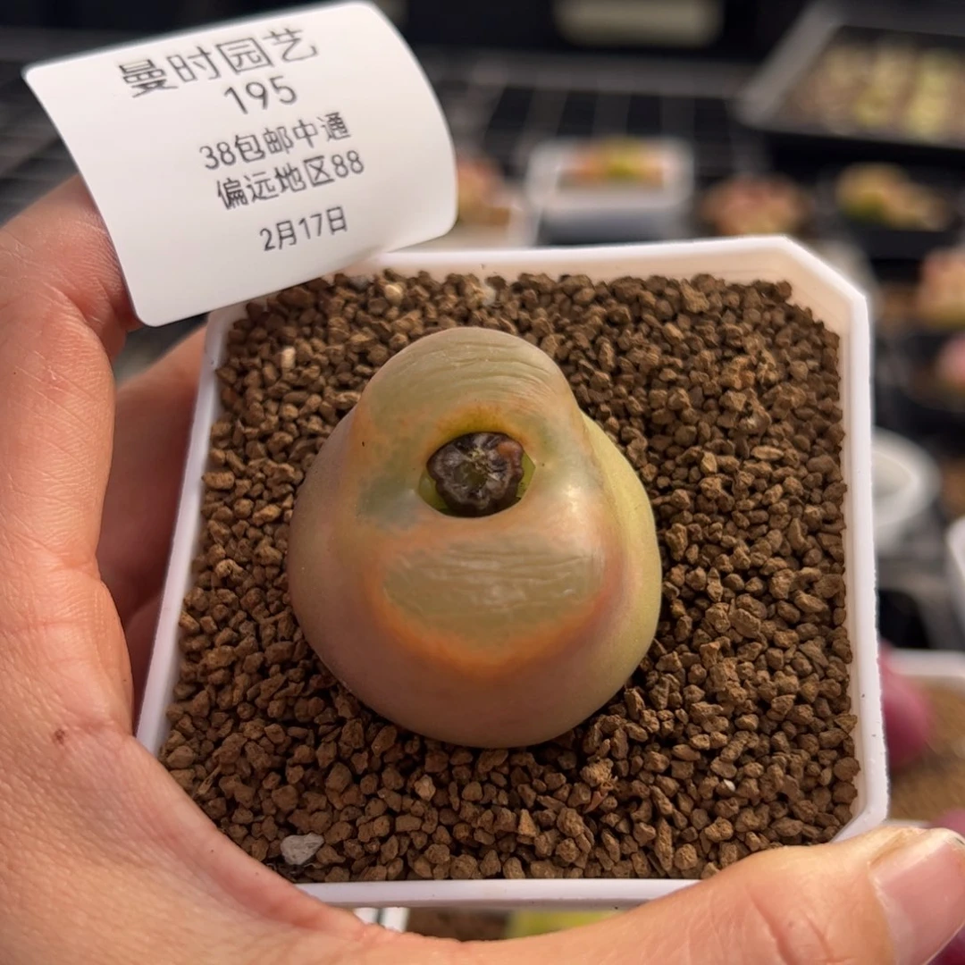 小*一195号毛2.17多肉