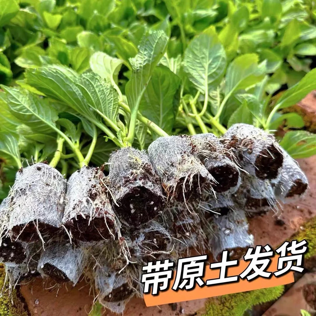 云南绣球花苗五颗装杯钵苗四季开花室内室外阳台盆栽植物凌霄花卉