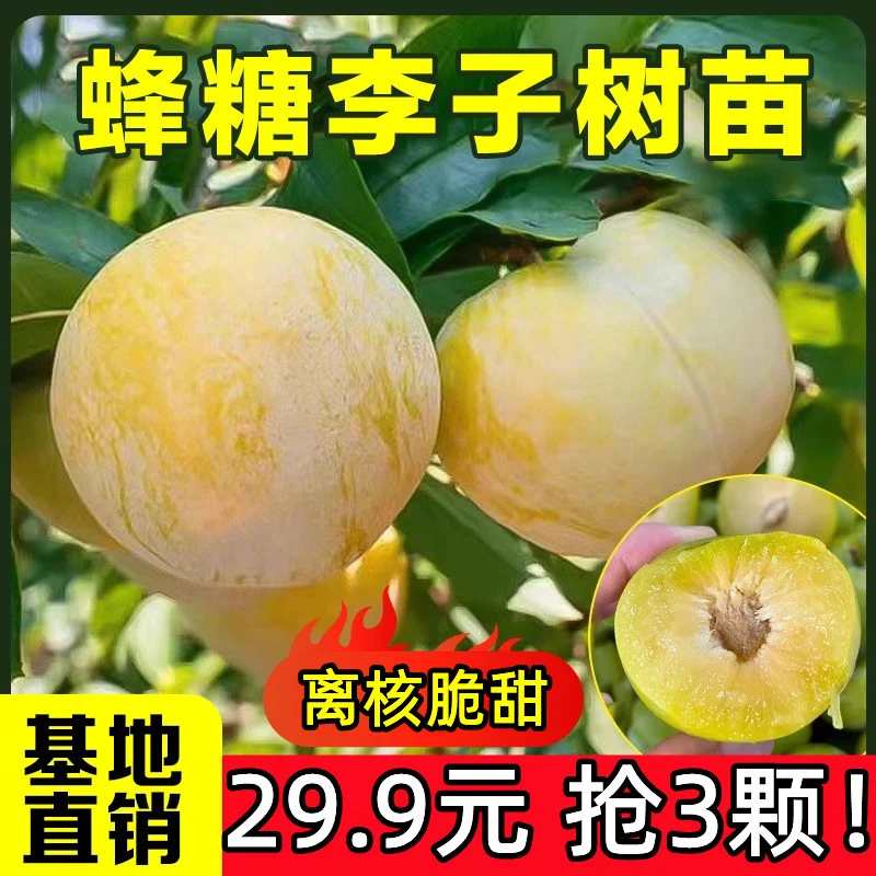 3颗！包邮【正宗蜂糖李子苗】嫁接李子苗盆栽地栽南北方四季种植果苗