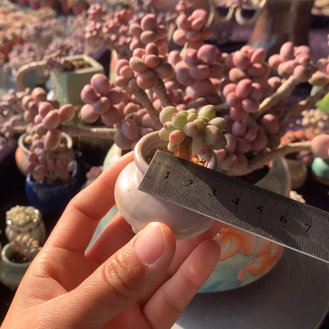 芝****茶15号带盆偏远地区不包邮的分开发的
