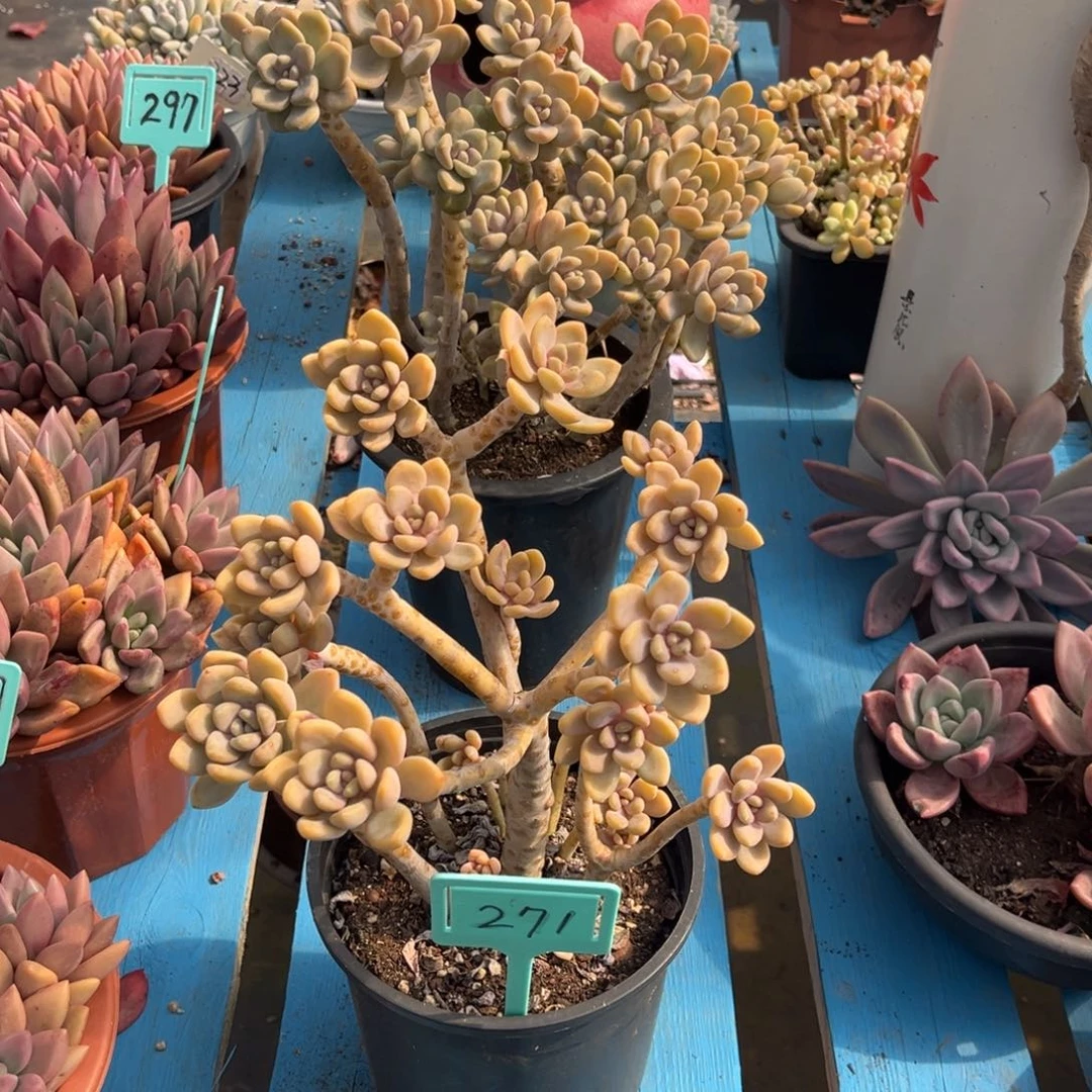 小雨多肉群生美人手指