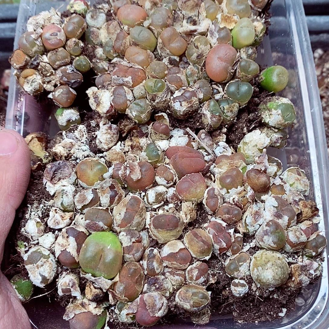 315呃呃呃呃呃呃呃呃呃呃呃呃