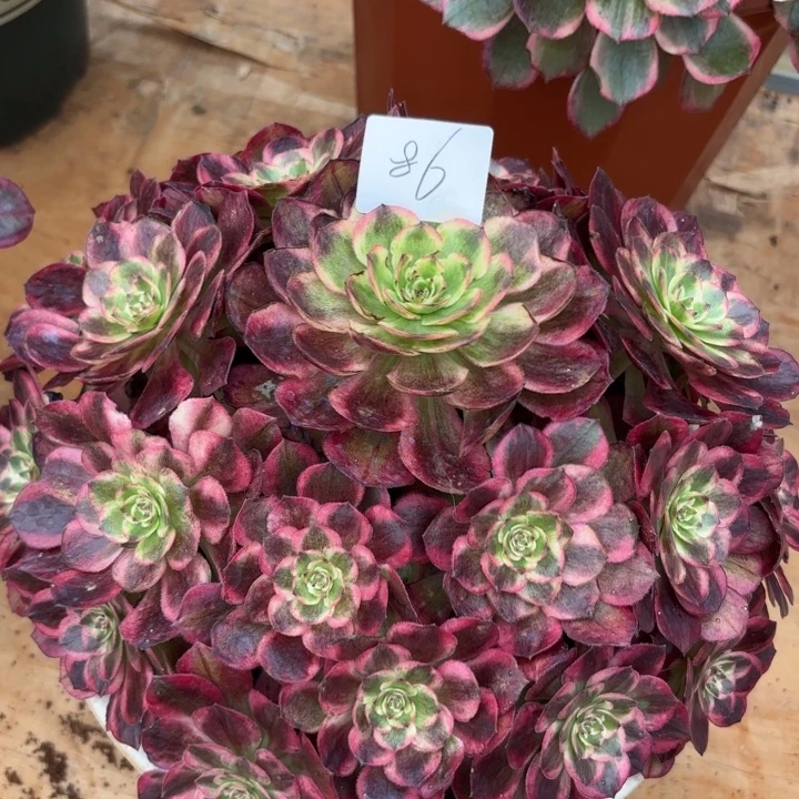 无花朵086特价半夏无售后