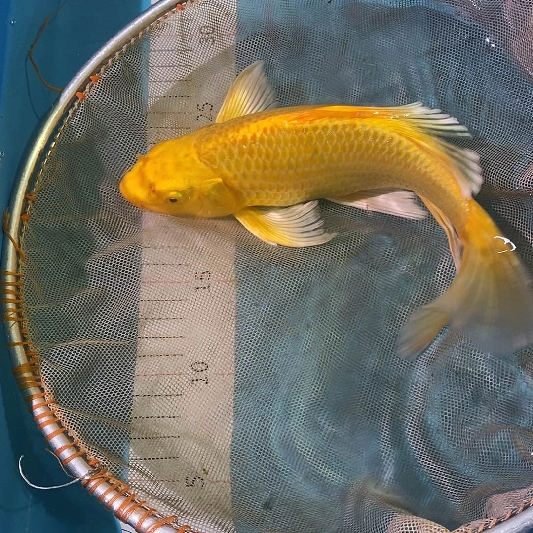锦鲤红白大正三色包邮包损