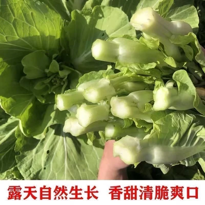 安庆石牌当季白菜苔嫩菜心农家自种蔬菜青菜苔泡沫箱+冰袋发货