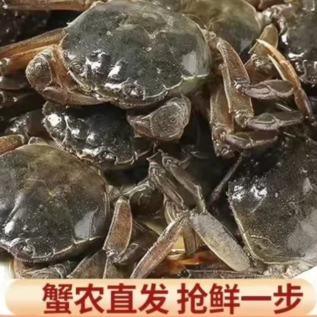 现场称重0.8-1两3斤69.9（顺丰包邮）海鲜