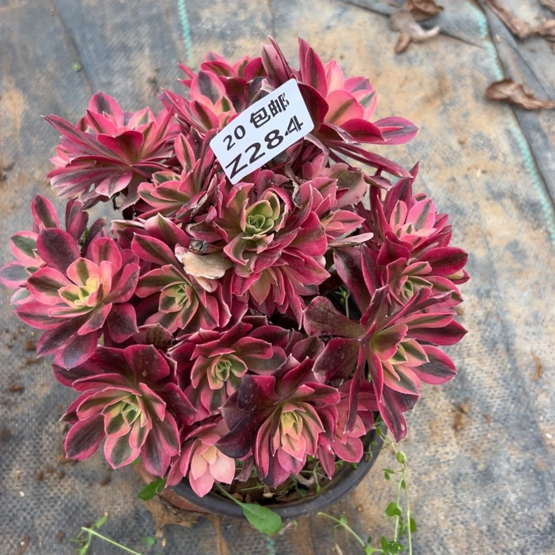 284女巫，满20包邮嘟叮熊