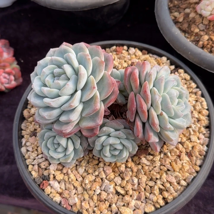 15厘米左右一物一拍的