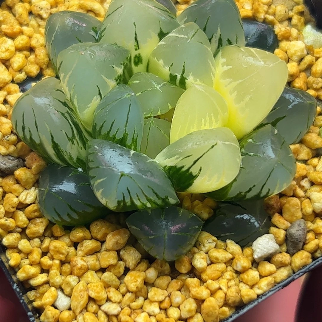 五公分北极之光锦亚成株