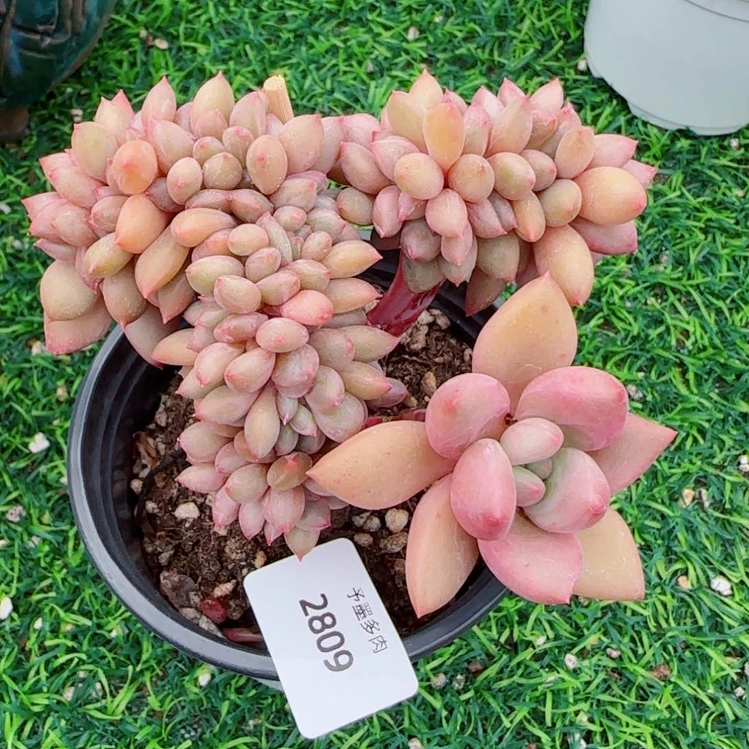 桃花源小树缀，2809多肉植物