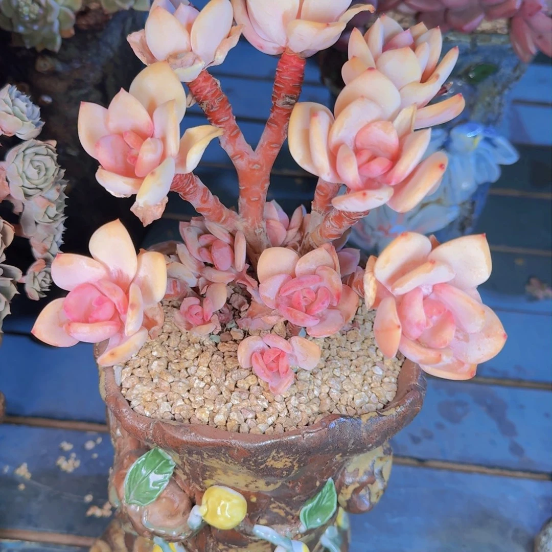 用****2多肉植物的生长发育和生长