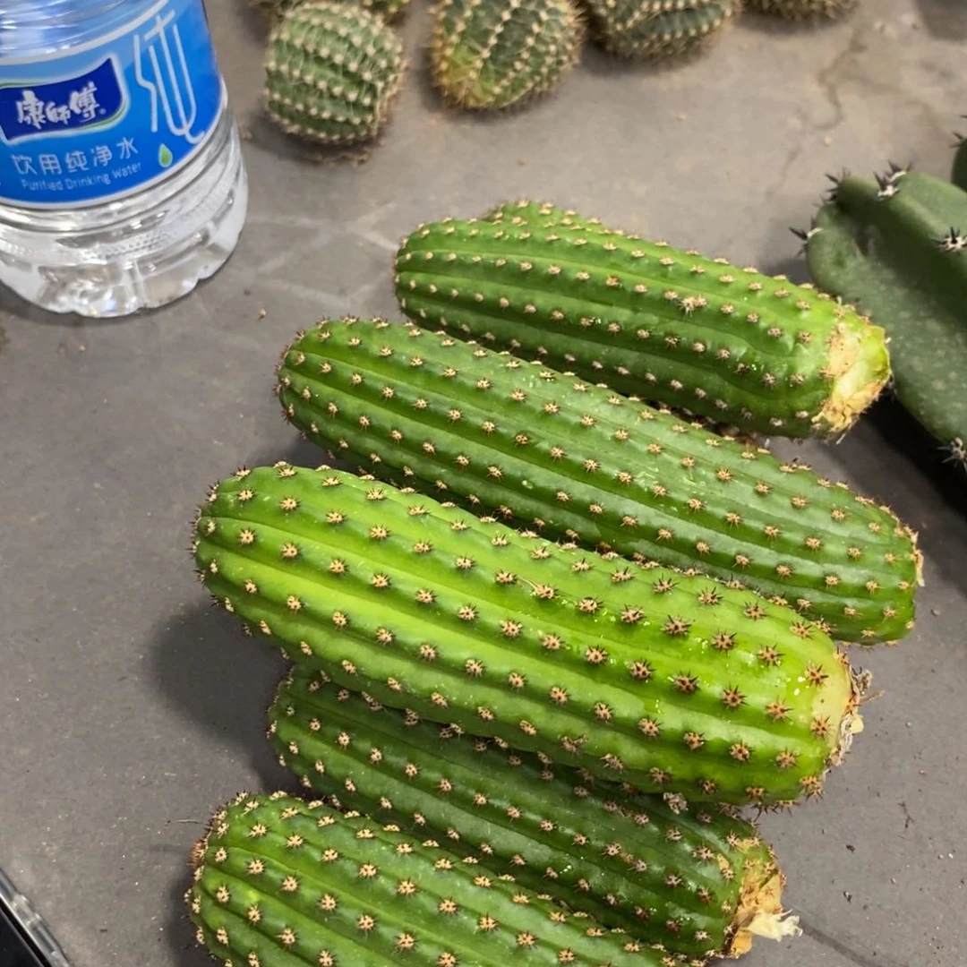 进口金妞金4侧芽一个