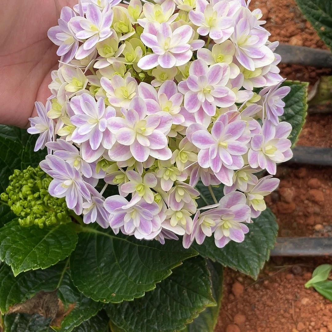 绣球切花一物一拍3枝起包邮，37