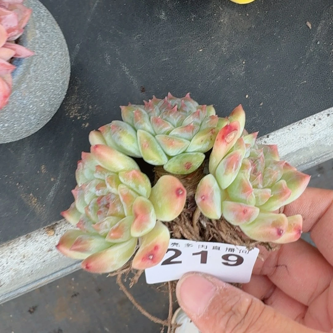 秘境冰魄          摇身一变高富帅，一夜暴富动作快