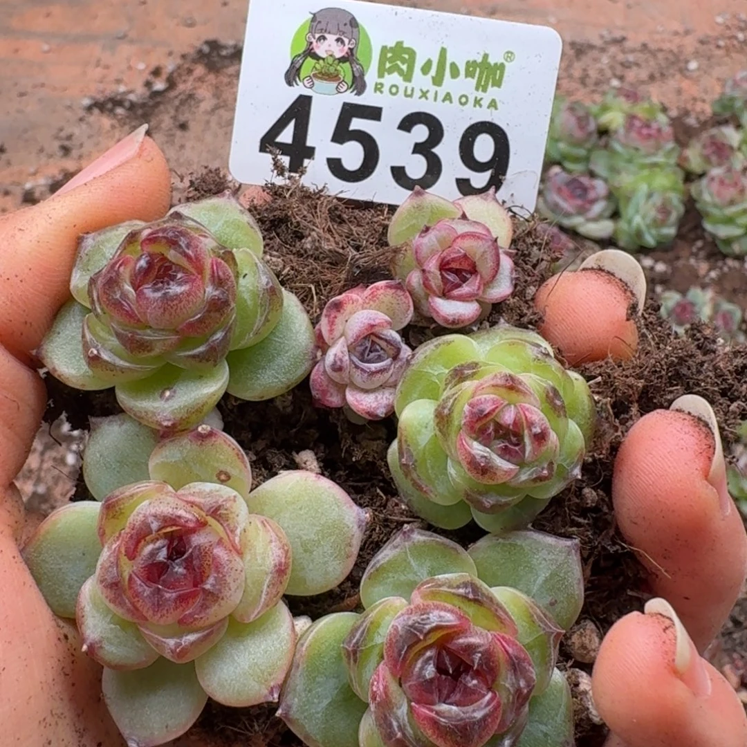 多肉植物多肉植物