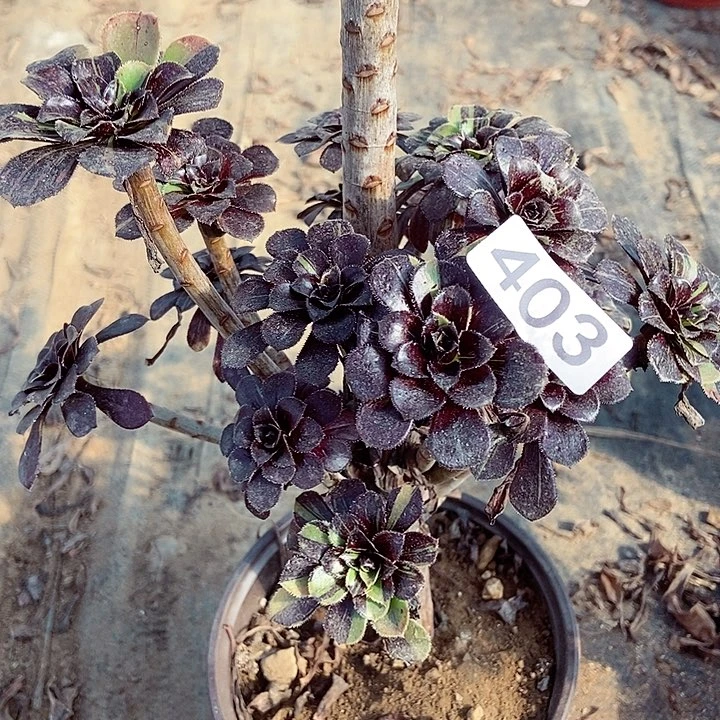 水墨丹青403多肉不包断裸根