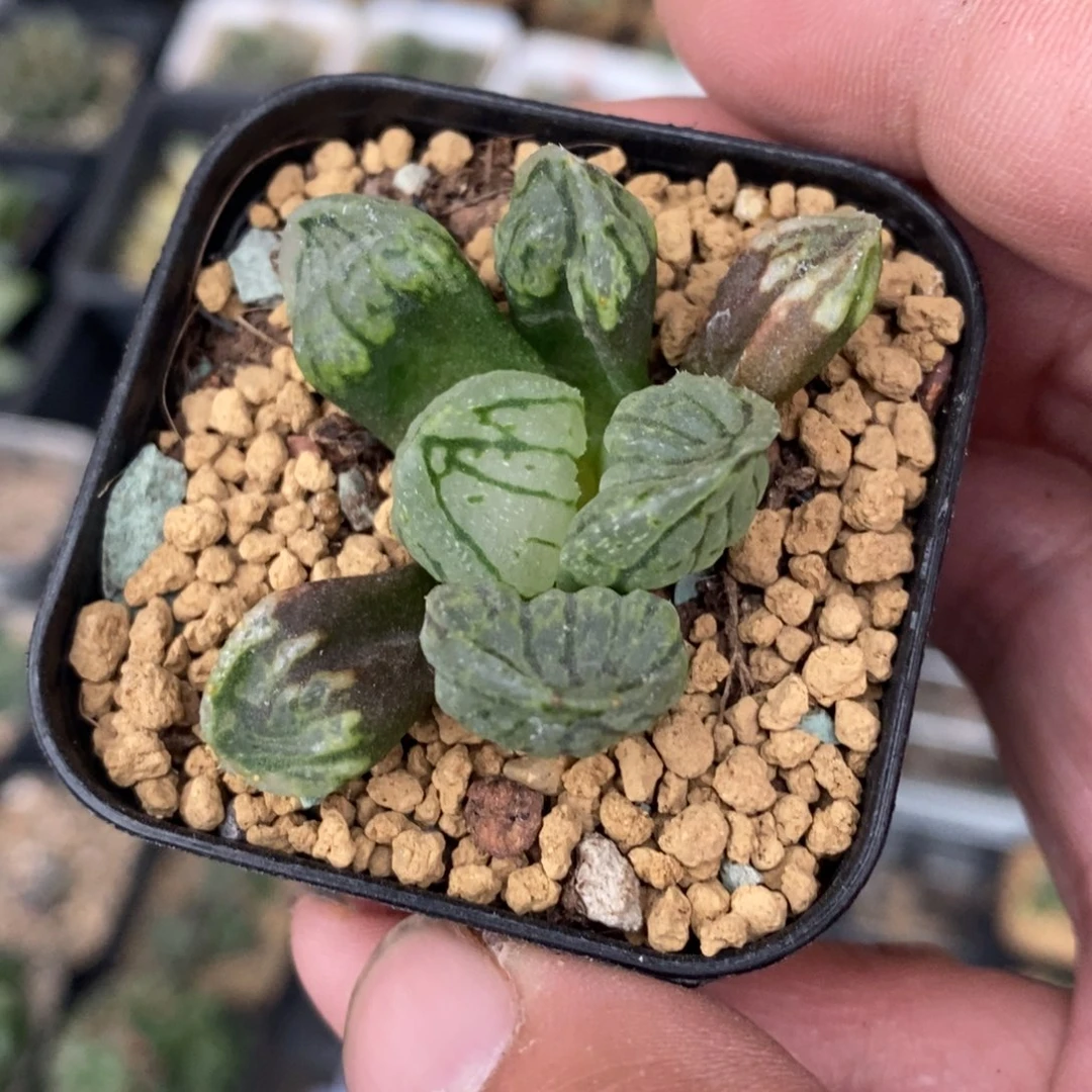 2310 一颗裹杂 高货